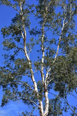 Fototapeta premium Eucalyptus tree with almost white bark against blue sky in bright light.