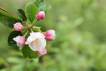 wet fruit tree flowers in spring/ Apple branch with flowering white pink buds, with rain drops
