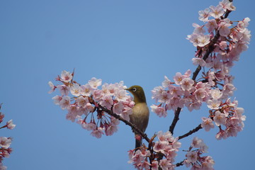 メジロ　梅の花