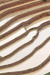 Terraced rice fields in Vietnam