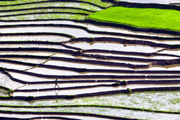 Terraced rice fields in Vietnam