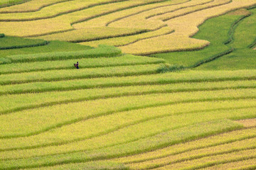 Terraced rice fields in Vietnam