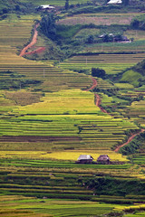 Terraced rice fields in Vietnam