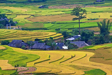 Terraced rice fields in Vietnam