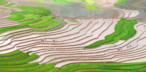 Terraced rice fields in Vietnam