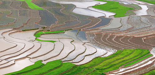 Terraced rice fields in Vietnam