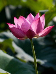 Beautiful lotus flowers in Vietnam