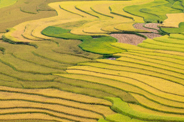Terraced rice fields in Vietnam