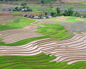 Terraced rice fields in Vietnam