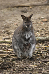 Wallaby mother with joey