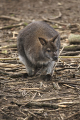 Wallaby mother with joey in pouch