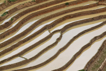 Terraced rice fields in Vietnam