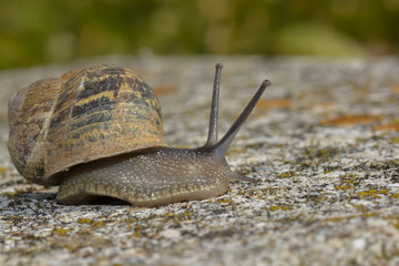 Kleine Schnecke auf der Mauer