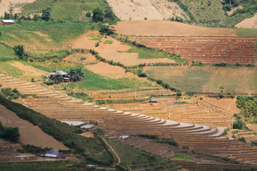 Terraced rice fields in Vietnam