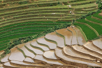 Terraced rice fields in Vietnam
