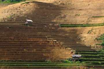 Terraced rice fields in Vietnam