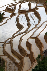 Terraced rice fields in Vietnam