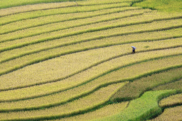 Terraced rice fields in Vietnam