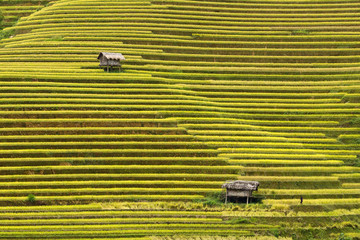 Terraced rice fields in Vietnam