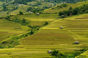 Terraced rice fields in Vietnam