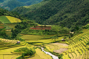 Terraced rice fields in Vietnam