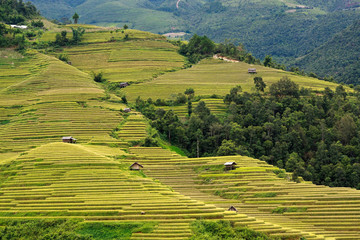 Terraced rice fields in Vietnam