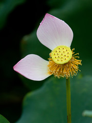 Lotus flower and Lotus flower plants
