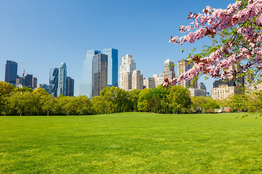 Fototapeta Central park at spring sunny day, New York City