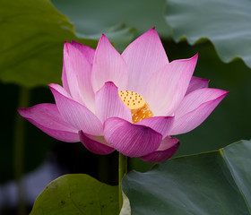 Beautiful lotus flowers in Vietnam