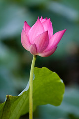 Beautiful lotus flowers in Vietnam