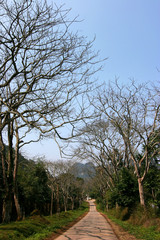Cucphuong national park in Ninhbinh, Vietnam