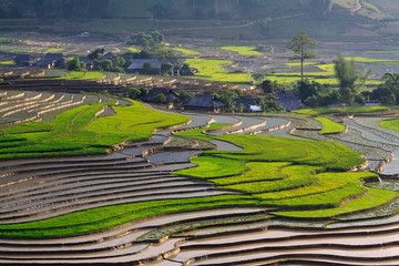 Terraced rice fields in Vietnam