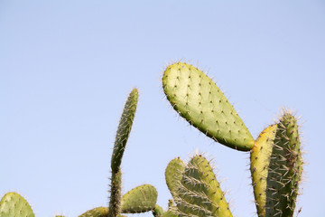huge cactus on blue sky background