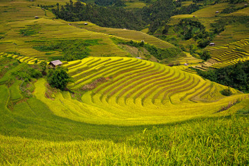 Terraced rice fields in Vietnam