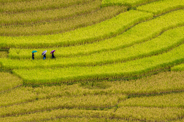 Terraced rice fields in Vietnam