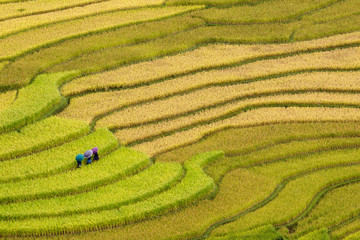 Terraced rice fields in Vietnam