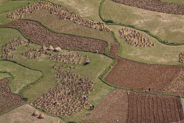 Terraced rice fields in Vietnam