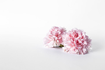 Flowers on white background. Flat lay, top view