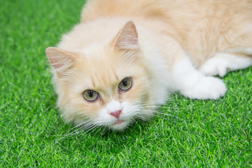 Munchkin cat on artificial grass