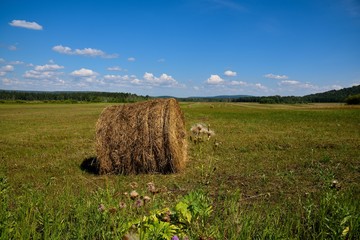 Field of hay