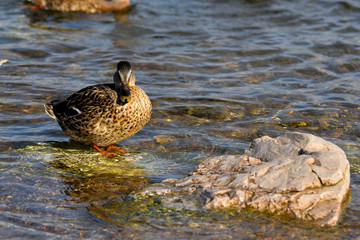 Wild ducks. Birds