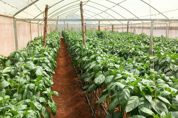 Peppers gorwing in a greenhouse