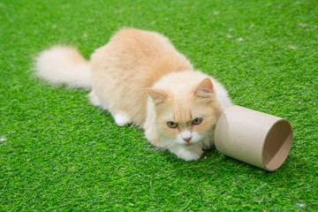 Munchkin cat on artificial grass