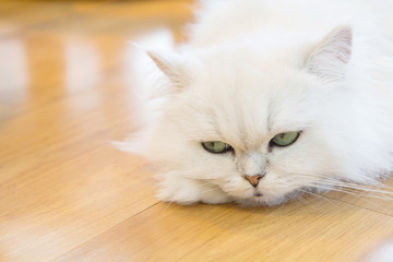 Obraz premium White Persian cats on the floor