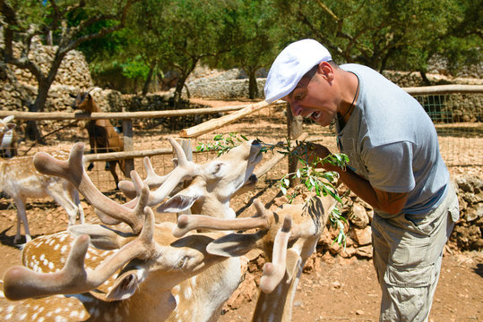 tourist man feeds deer in a zoo. The island of Zakynthos, Greece. Stone Park Axos Ascos. Feeding of animals. Deer and people.
