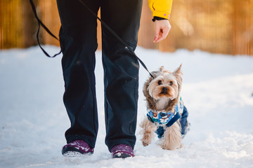 Beautiful Yorkshire terrier Sits on the snow in a jumpsuit together with a cynologist, winter, smile. Sunset