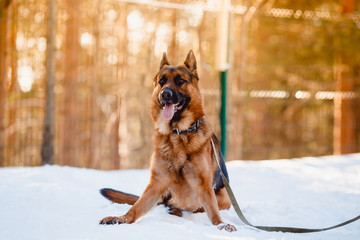 German shepherd performs the command to lie down. Lesson with the Klinologist. Winter. Sunset