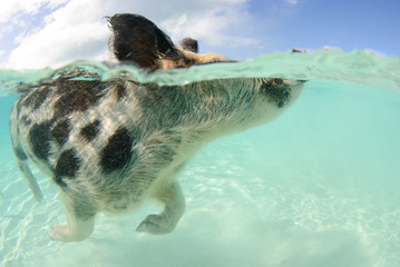 Over-under of spotted pig swimming in the Bahamas at Pig Beach