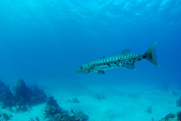 Lone barracuda in shallow blue water over patchy reef