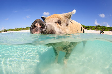 Happy pig on the beach in the Bahamas, over-under in clear water